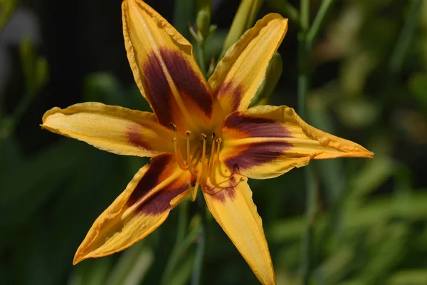 Hermosa Flor Lirio Creciendo Jardín Verano Día Soleado —  Fotos de Stock