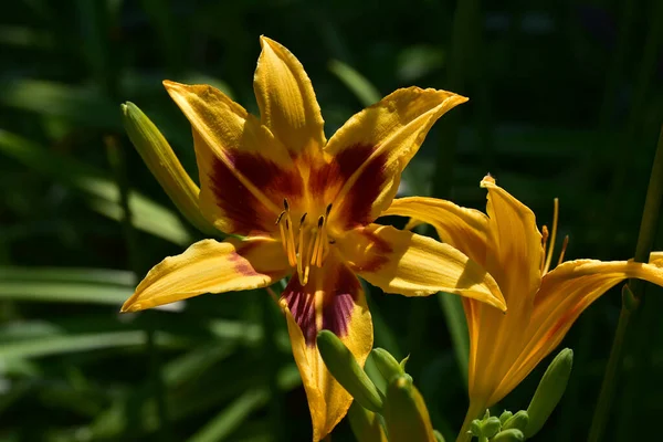 Hermosos Lirios Creciendo Jardín Verano Día Soleado —  Fotos de Stock