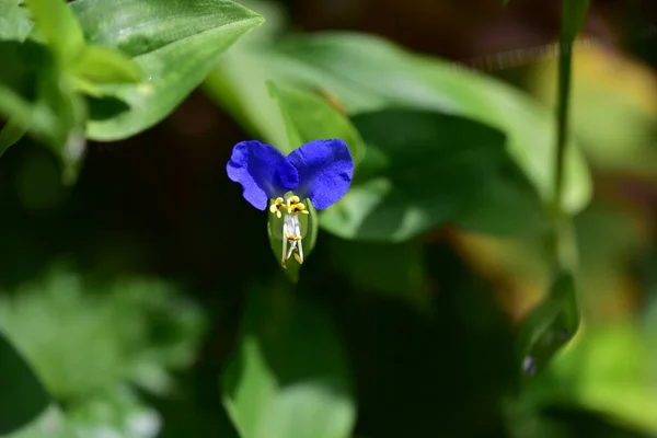 Όμορφο Λουλούδι Που Αναπτύσσεται Στον Κήπο Την Ηλιόλουστη Μέρα — Φωτογραφία Αρχείου