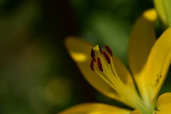 Красивый Цветок Лилии Растет Саду Летний Солнечный День — стоковое фото