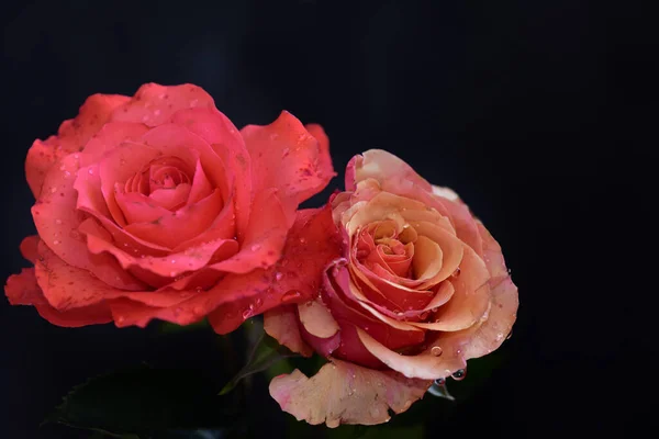 Rosas Bonitas Fundo Escuro Conceito Verão Vista Próxima — Fotografia de Stock