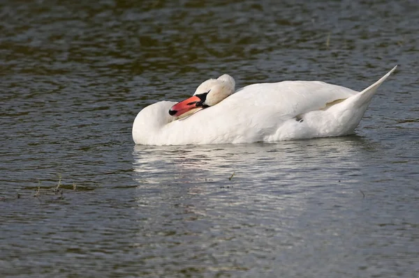Hermoso Cisne Nadando Superficie Del Lago Día Verano —  Fotos de Stock