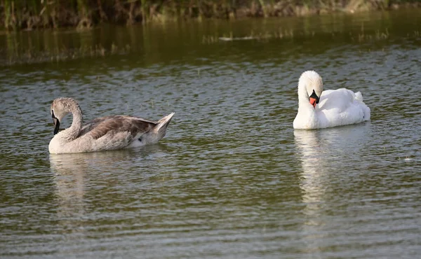 Schöne Schwäne Schwimmen Sommertagen Auf Der Wasseroberfläche Des Sees — Stockfoto