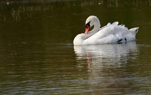 Schöner Schwan Schwimmt Sommertag Auf Der Wasseroberfläche Des Sees — Stockfoto