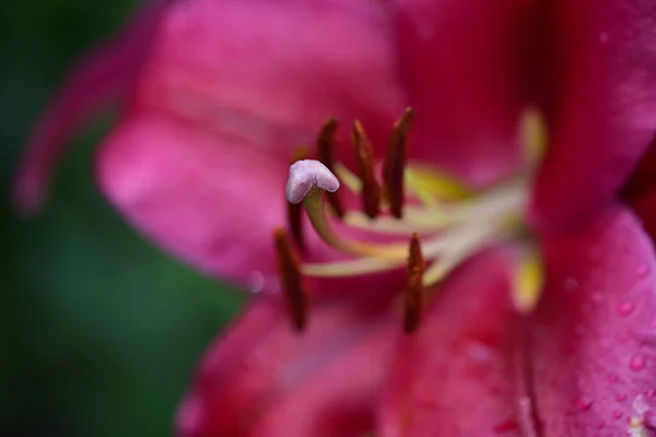 Gyönyörű Liliom Virág Kertben Nyáron Napsütéses Nap — Stock Fotó