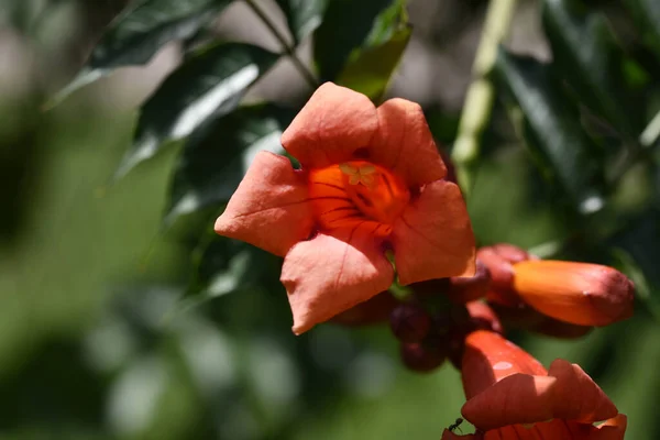 Hermosas Flores Que Crecen Jardín Verano Día Soleado — Foto de Stock