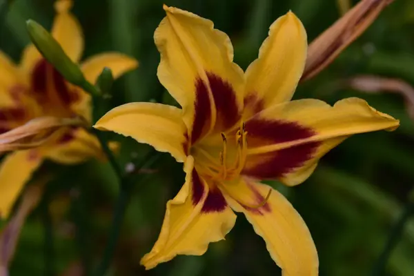 Bellissimi Fiori Che Crescono Giardino Estate Giornata Sole — Foto Stock