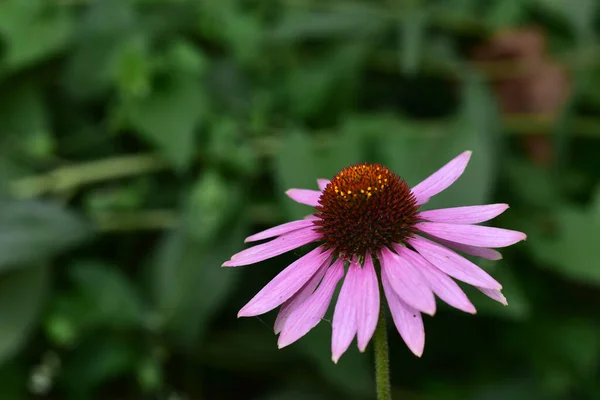 Beautiful Flower Growing Garden Sunny Day — Stock Photo, Image