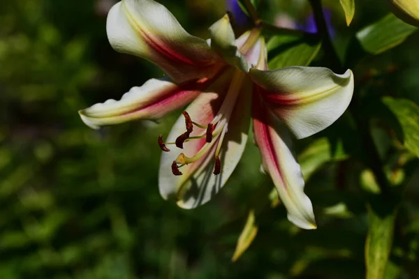 夏の晴れた日に庭で育つ美しいユリの花 — ストック写真