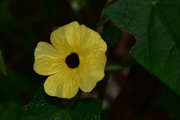 Belle Fleur Poussant Dans Jardin Jour Ensoleillé — Photo