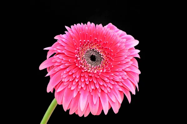 Schöne Gerbera Blume Auf Dunklem Hintergrund Sommerkonzept Nahsicht — Stockfoto