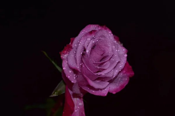 Gyönyörű Rózsa Sötét Háttér Nyári Koncepció Közelről — Stock Fotó