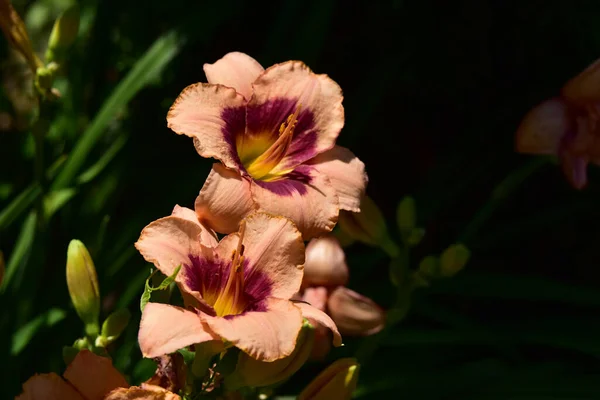 Belles Fleurs Poussant Dans Jardin Journée Ensoleillée Été — Photo