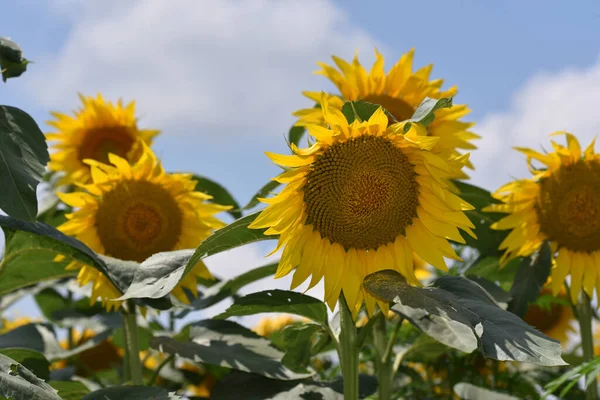 Beautiful Sunflowers Growing Field Summer Concept Close View — Stock Photo, Image