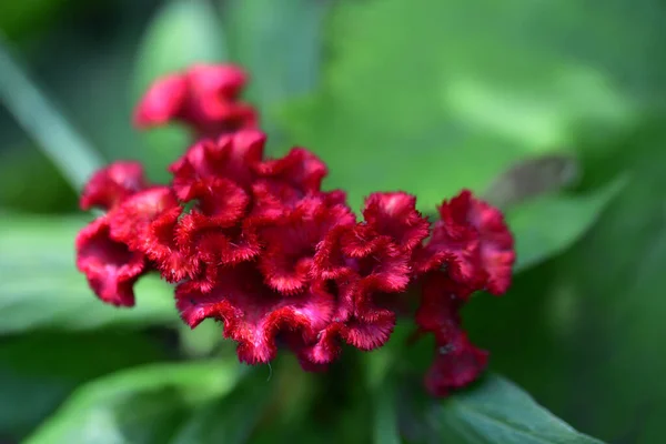 Belles Fleurs Poussant Dans Jardin Journée Ensoleillée Été — Photo