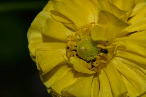 Bellissimo Fiore Che Cresce Giardino Nella Giornata Sole — Foto Stock