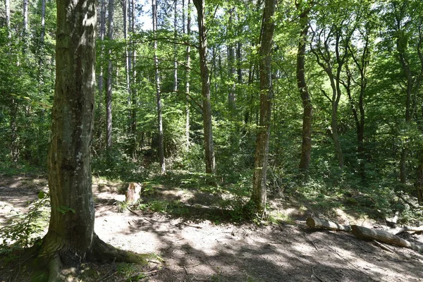 Uitzicht Herfstbomen Het Bos — Stockfoto