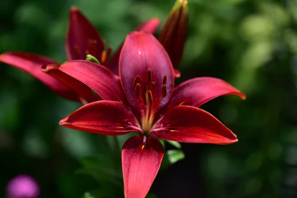 Hermosos Lirios Creciendo Jardín Verano Día Soleado — Foto de Stock