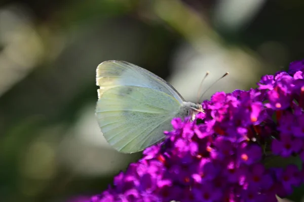 Schmetterling Auf Schönen Blumen Die Garten Sonnigen Sommertag Wachsen — Stockfoto