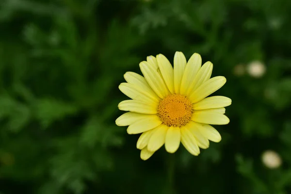 Красивый Цветок Растет Саду Солнечный День — стоковое фото