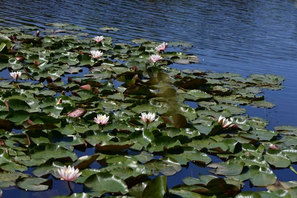 Yaz günü gölette büyüyen güzel nilüferler. 
