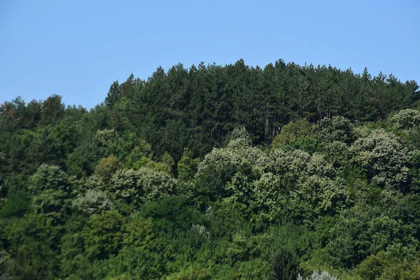 Landskap Grön Sommar Skog Blå Himmel Bakgrund — Stockfoto