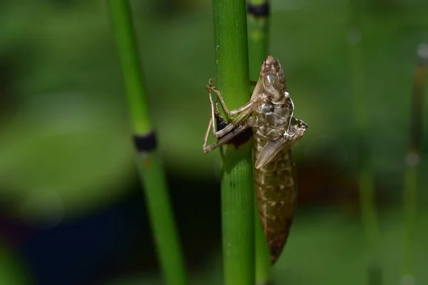 Insecto Planta Que Crece Jardín Día Soleado Del Verano — Foto de Stock