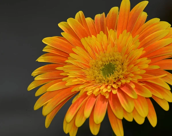 Piękny Gerbera Kwiat Ciemnym Tle Koncepcja Lato Widok Bliska — Zdjęcie stockowe