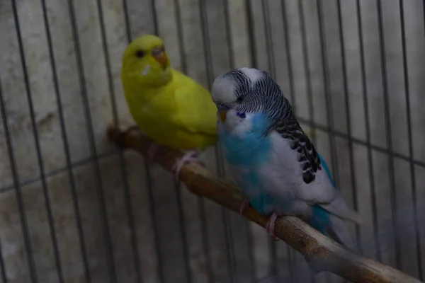 Pequenos Papagaios Bonitos Descansando Pau Zoológico Vista Perto — Fotografia de Stock