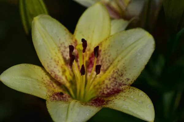 Mooie Lelie Bloem Groeien Tuin Zomer Zonnige Dag — Stockfoto