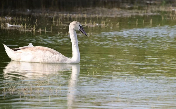 Belo Cisne Nadando Superfície Água Lago Dia Verão — Fotografia de Stock