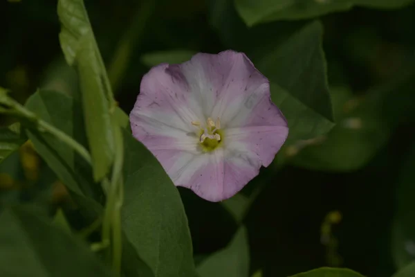 Belles Fleurs Poussant Dans Jardin Journée Ensoleillée Été — Photo