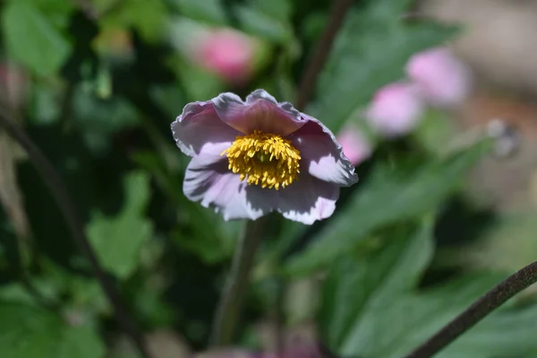 Schöne Blume Wächst Garten Sonnigem Sommertag — Stockfoto