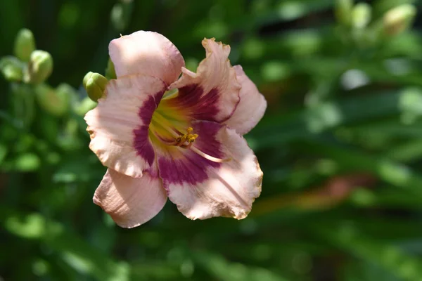 Vacker Lilja Blomma Växer Trädgården Sommaren Solig Dag — Stockfoto