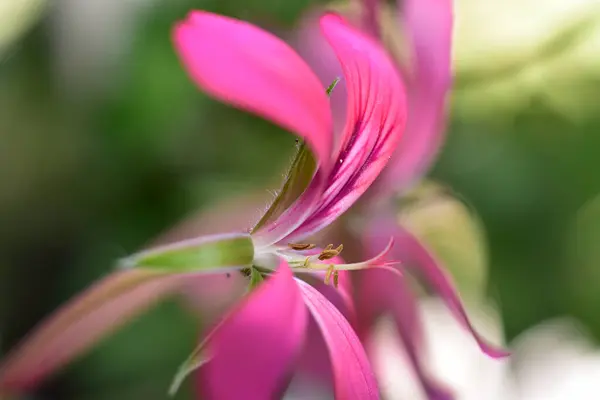 夏の晴れた日に庭で育つ美しいユリの花 — ストック写真
