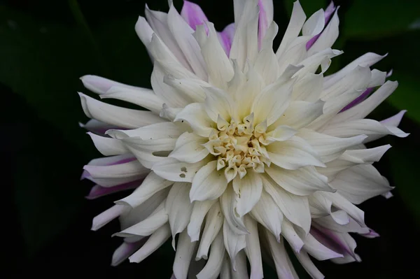 Belle Pivoine Sur Fond Sombre Concept Été Vue Rapprochée — Photo