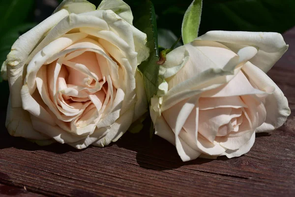 Hermosas Flores Rosas Sobre Fondo Madera Concepto Verano Vista Cercana — Foto de Stock