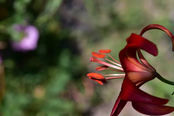 夏の晴れた日に庭で育つ美しいユリの花 — ストック写真