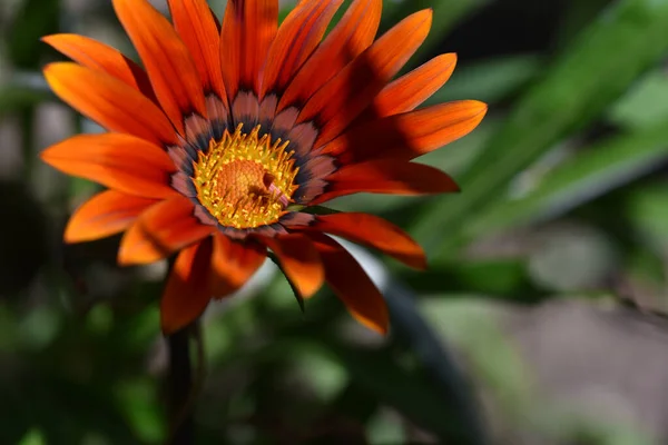 Bellissimo Fiore Che Cresce Giardino Estate Giornata Sole — Foto Stock