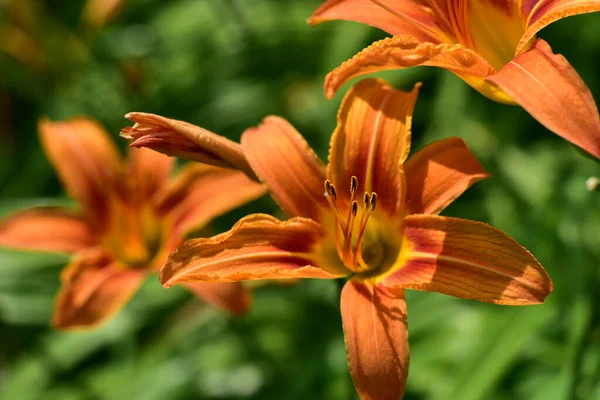 Bellissimi Gigli Che Crescono Giardino Estate Giornata Sole — Foto Stock