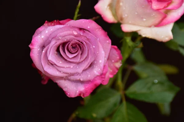 Belles Roses Sur Fond Sombre Concept Été Vue Rapprochée — Photo