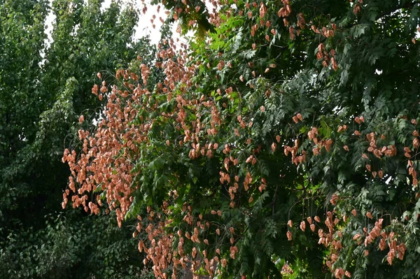 Красивые Деревья Зелеными Листьями Растет Открытом Воздухе Летняя Концепция Близкий — стоковое фото