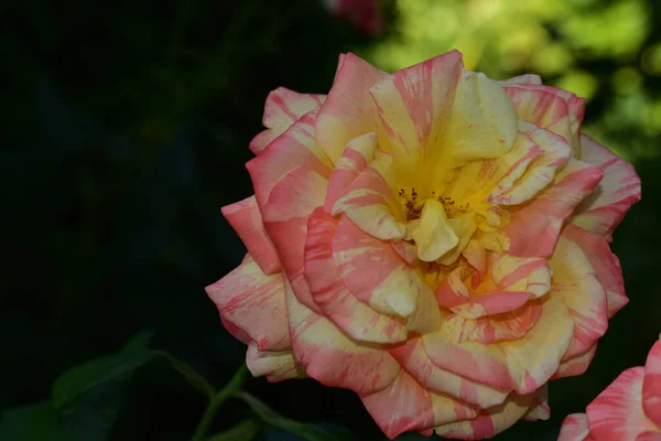 Bela Rosa Flor Crescendo Jardim Dia Ensolarado — Fotografia de Stock