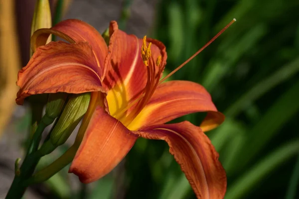 Mooie Lelie Bloem Groeien Tuin Zonnige Dag — Stockfoto