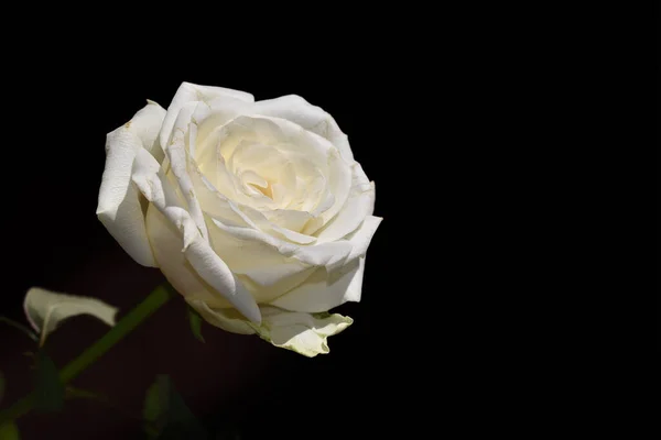 Kaunis Ruusu Tummalla Taustalla Kesäkonsepti Lähikuva — kuvapankkivalokuva