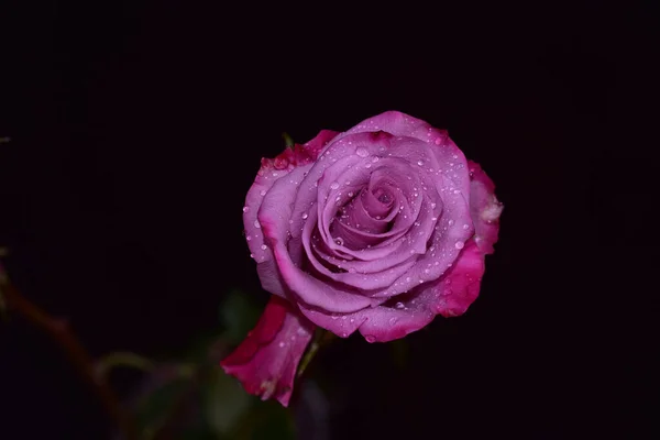 Koyu Arkaplanda Güzel Bir Gül Yaz Konsepti Yakın Görüş — Stok fotoğraf