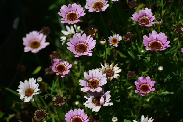 Güneşli yaz gününde bahçede yetişen güzel çiçekler. 
