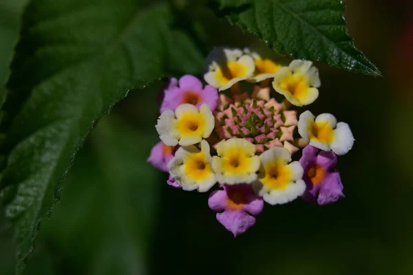 Schöne Blumen Die Sonnigen Tagen Garten Wachsen — Stockfoto
