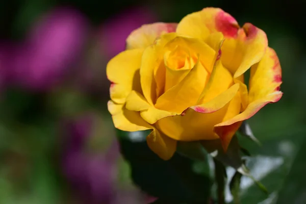 Schöne Rosenblüte Die Sonnigen Tagen Garten Wächst — Stockfoto