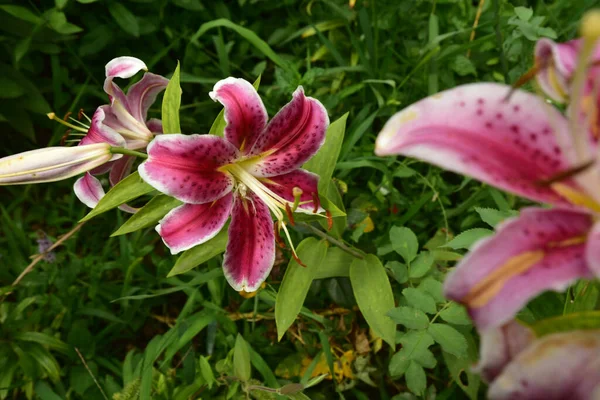 Hermosas Flores Que Crecen Jardín Verano Día Soleado —  Fotos de Stock